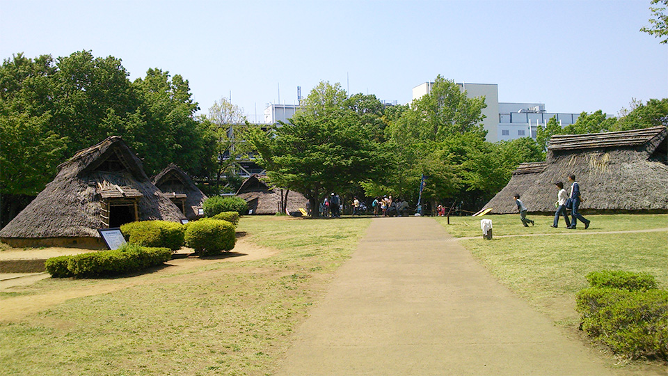 遺跡公園の芝生